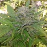 Семена марихуаны  Super Critical feminised Ganja Seeds