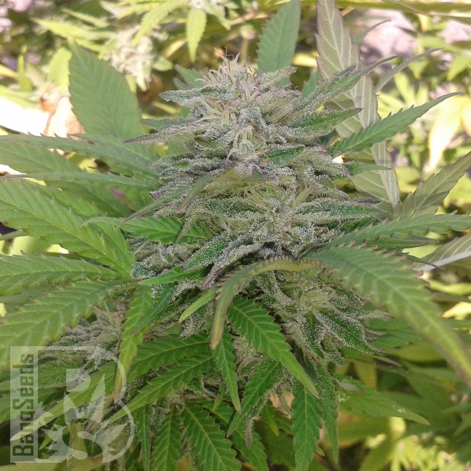 Семена марихуаны  Super Critical feminised Ganja Seeds