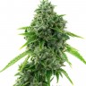 Семена марихуаны  Super Critical feminised Ganja Seeds