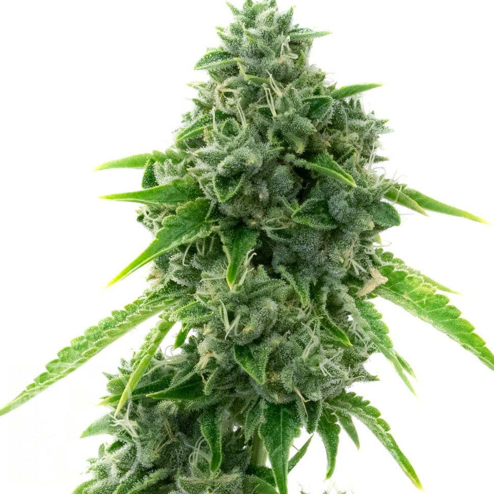 Семена марихуаны  Super Critical feminised Ganja Seeds