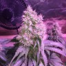 хорошие семена конопли Northern Lights feminised Victory Seeds