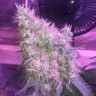 семена конопли для выращивания Northern Lights feminised Victory Seeds