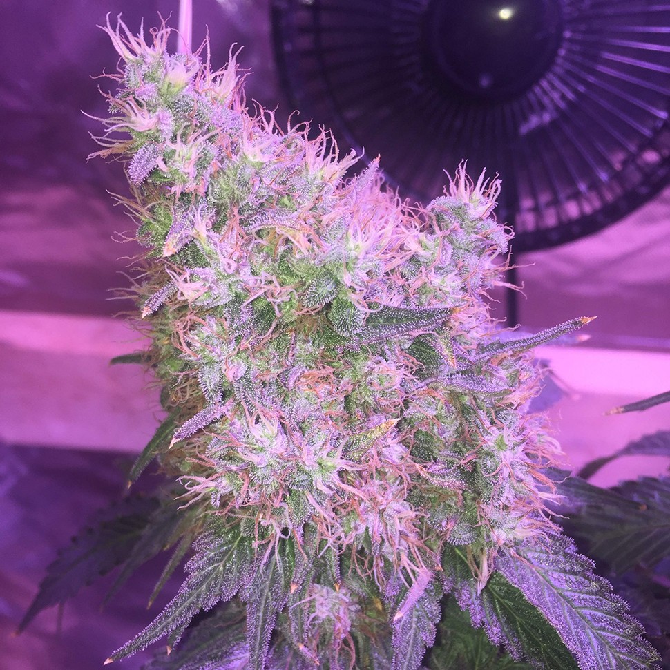 Семена  Northern Lights feminised Victory Seeds