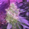 семена конопли марихуаны Northern Lights feminised Victory Seeds