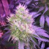 семена конопли элитных сортов Northern Lights feminised Victory Seeds