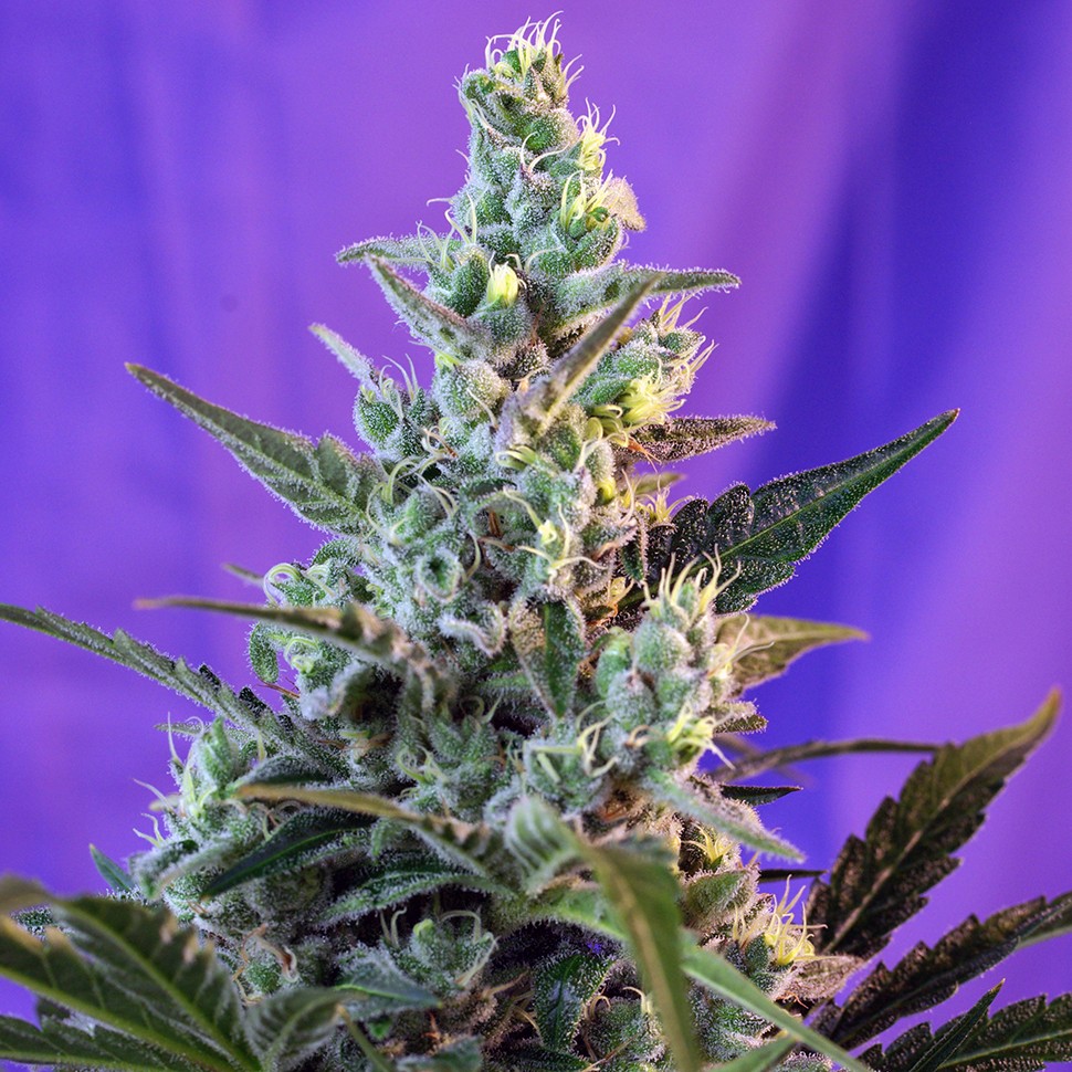 Семена  Auto Sweet Skunk feminised Ganja Seeds