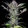 Семена  Auto Sweet Skunk feminised Ganja Seeds