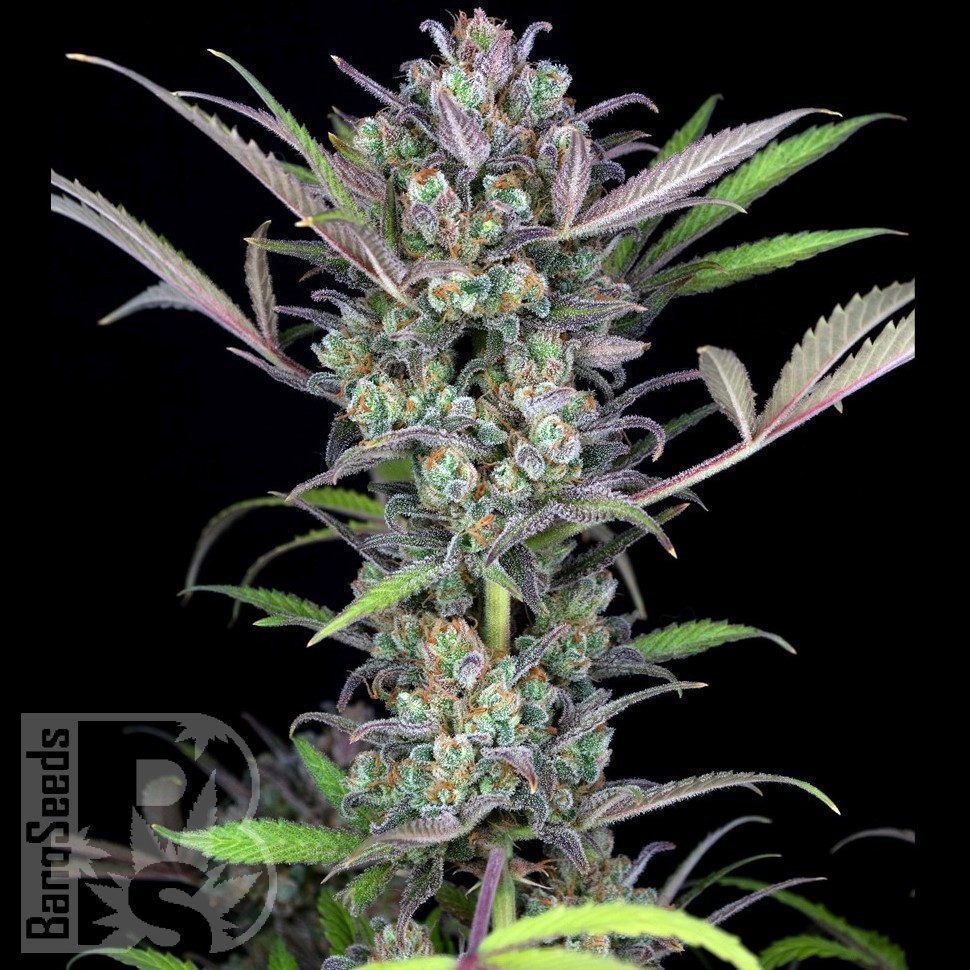 Семена  Auto Sweet Skunk feminised Ganja Seeds