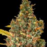 Семена  Auto Sweet Skunk feminised Ganja Seeds