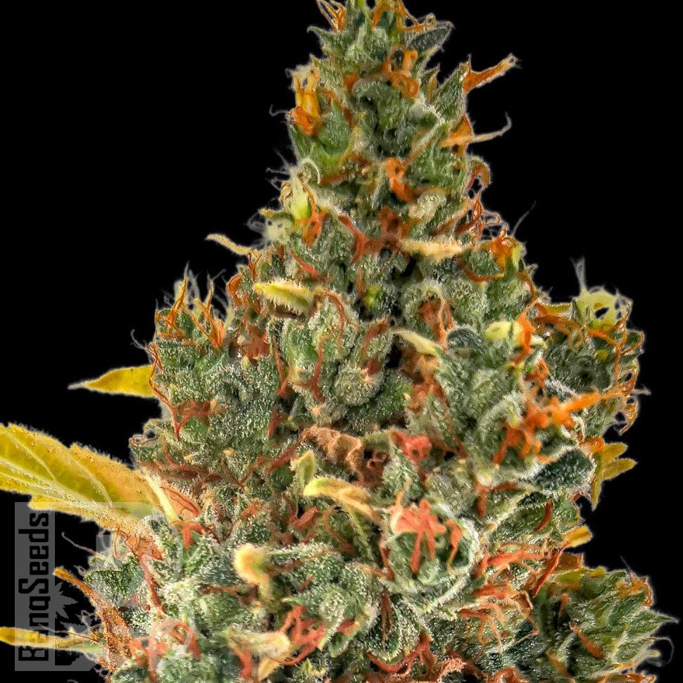 Семена  Auto Sweet Skunk feminised Ganja Seeds