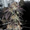 Bubba Kush feminised Ganja Seeds