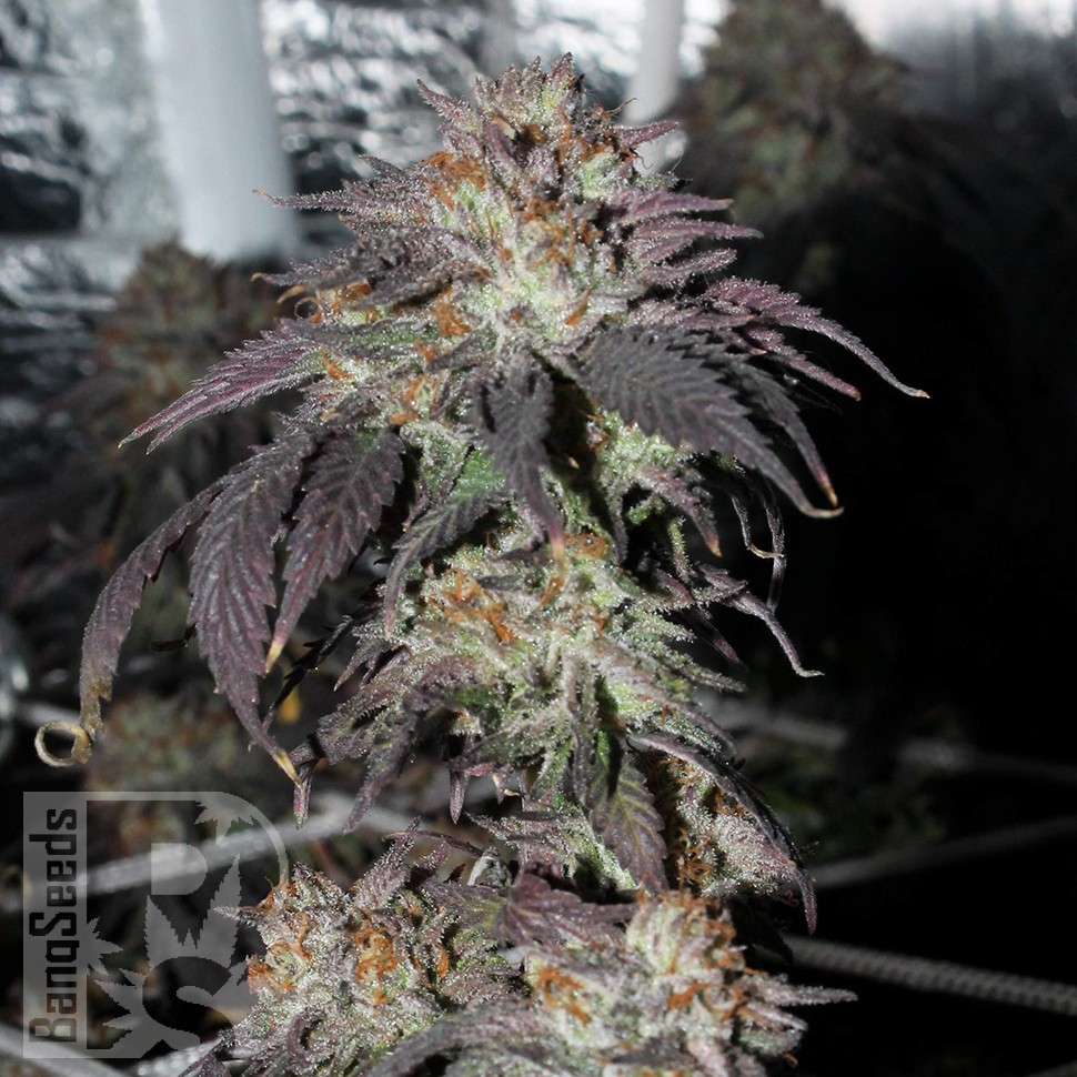 Bubba Kush feminised Ganja Seeds