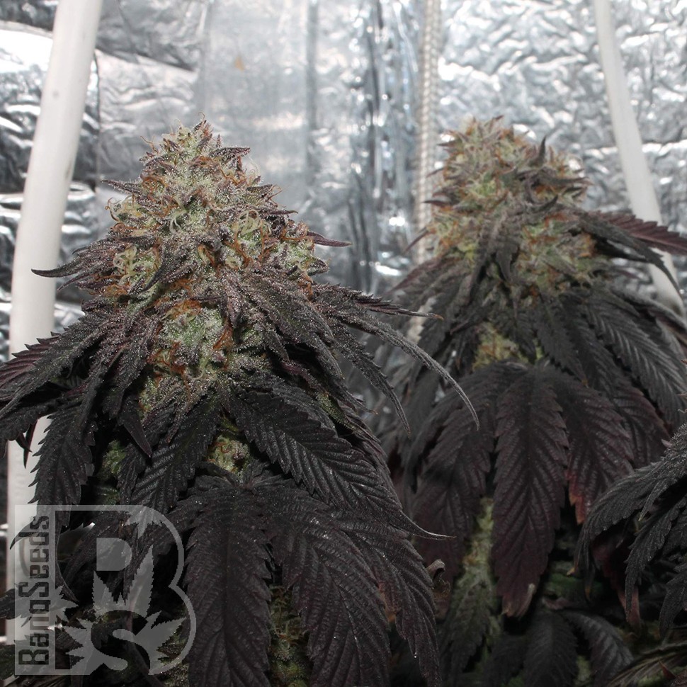 Bubba Kush feminised Ganja Seeds