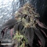 Bubba Kush feminised Ganja Seeds