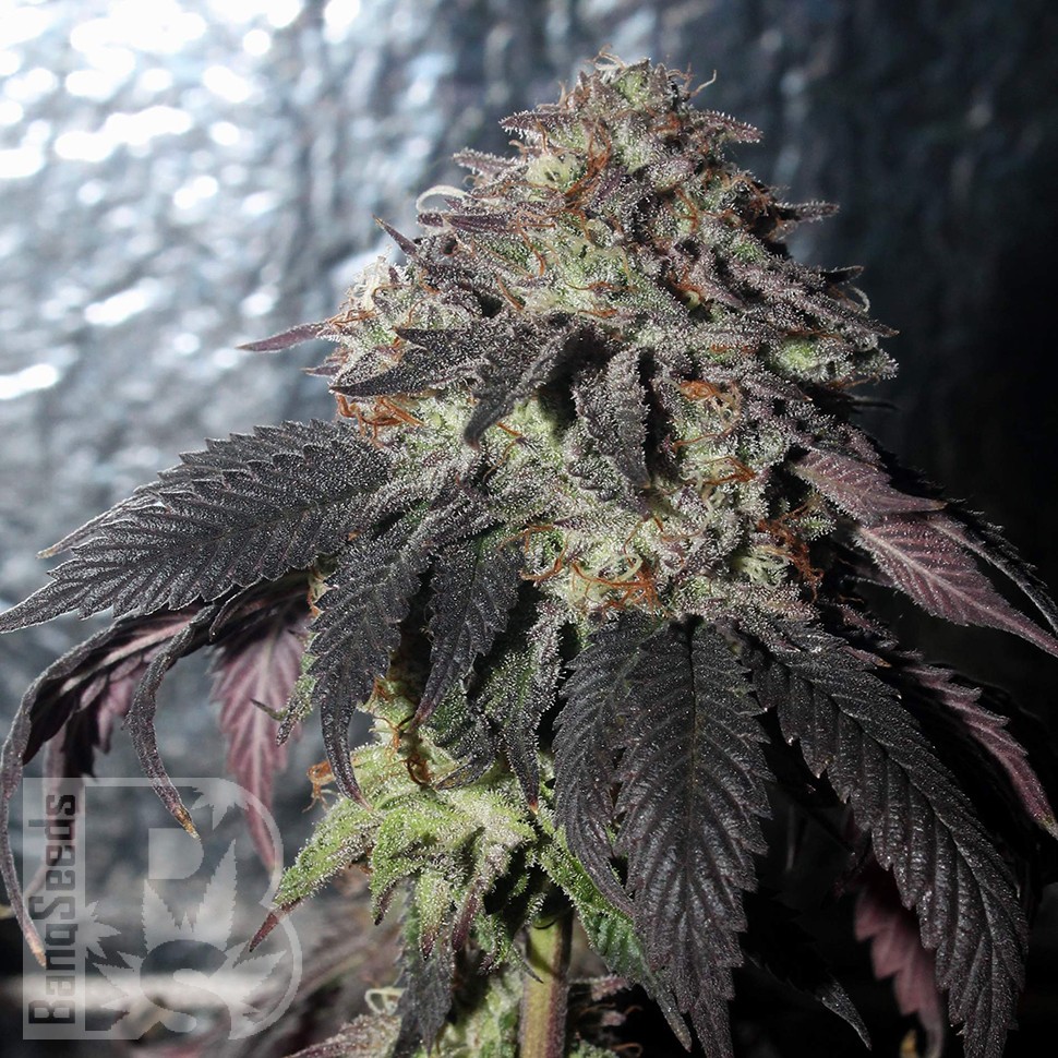 Bubba Kush feminised Ganja Seeds