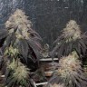 Bubba Kush feminised Ganja Seeds