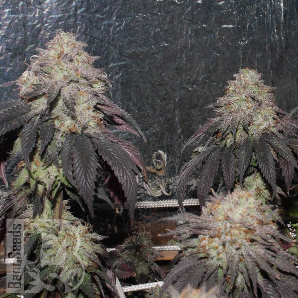 Bubba Kush feminised Ganja Seeds