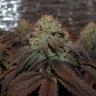 Bubba Kush feminised Ganja Seeds