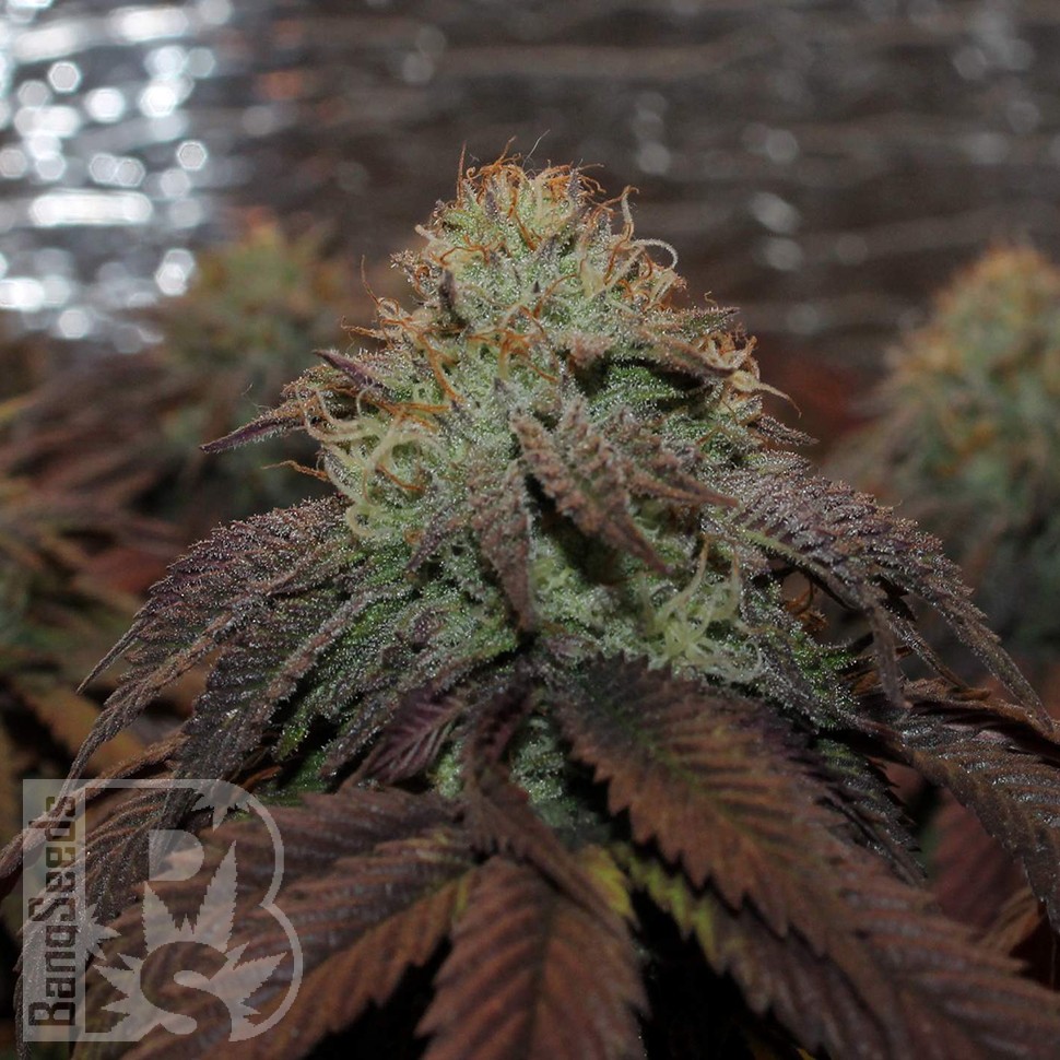 Bubba Kush feminised Ganja Seeds