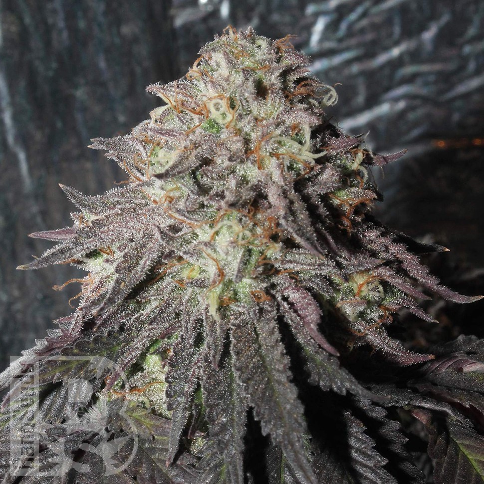 Bubba Kush feminised Ganja Seeds