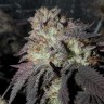 Bubba Kush feminised Ganja Seeds