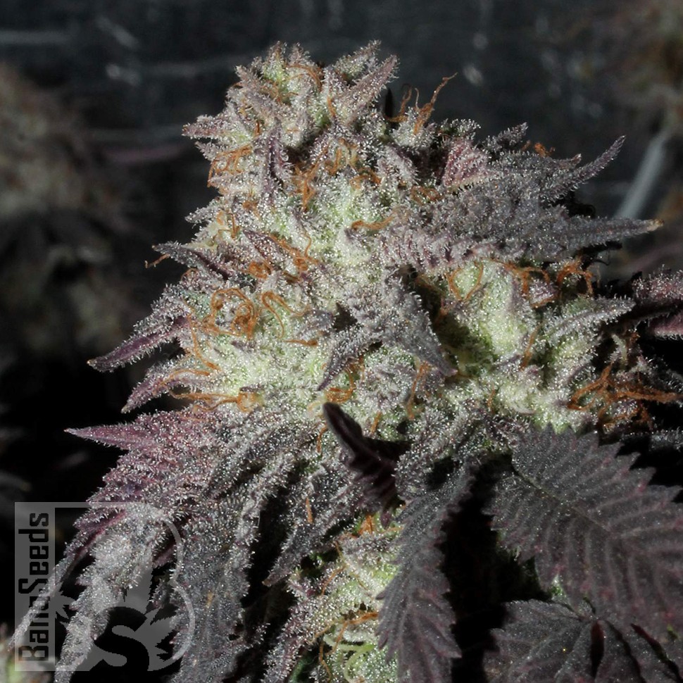 Bubba Kush feminised Ganja Seeds