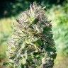 Семена  Super Silver feminised Ganja Seeds