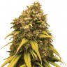 Семена  Super Silver feminised Ganja Seeds