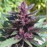 семена конопли для посадки купить Auto Purple Kush feminised