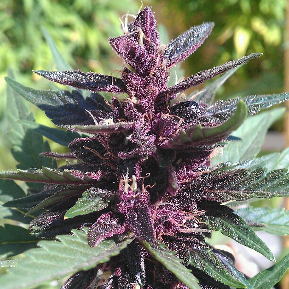 Семена ганжа  Auto Purple Kush feminised Ganja Seeds