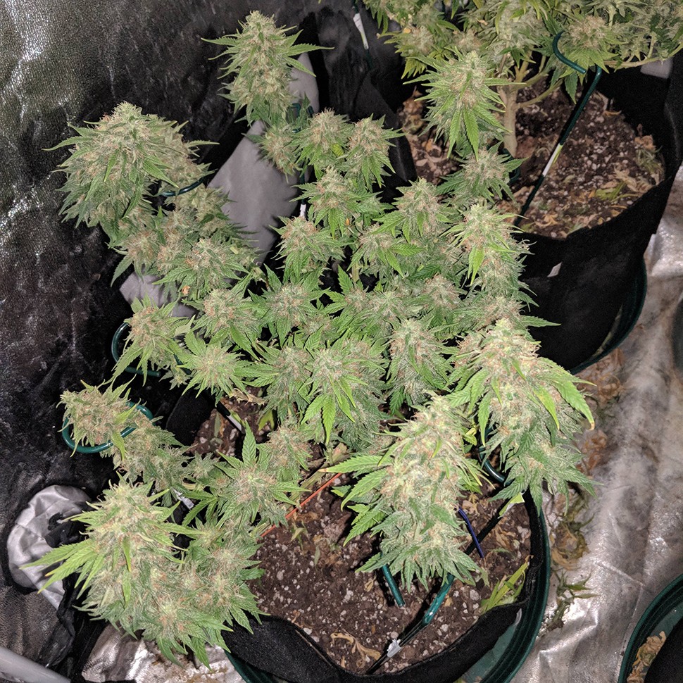 купить семена конопли аутдор G13 Skunk reg