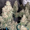 купить семена конопли в интернете G13 Skunk reg