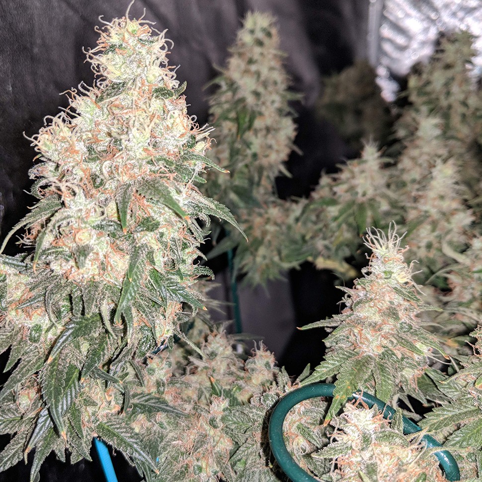 Семена каннабиса  G13 Skunk regular Ganja Seeds