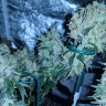 купить семена конопли дешево G13 Skunk reg