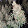 конопля семена сорта заказать G13 Skunk reg