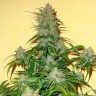 Семена каннабиса  Auto Think Big feminised Ganja Seeds