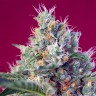 Семена Indigo Berry Kush feminised Ganja Seeds