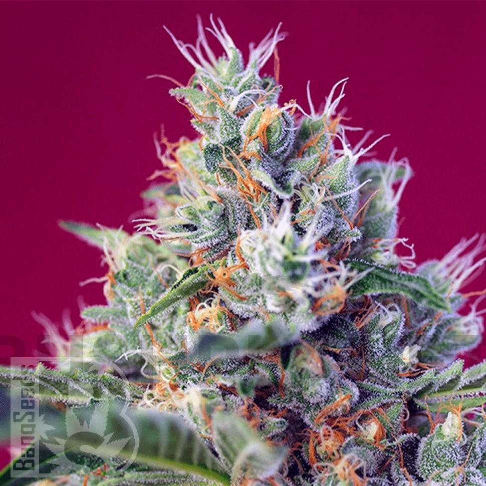 Семена Indigo Berry Kush feminised Ganja Seeds