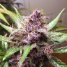 Купить Indigo Berry Kush feminised Ganja Seeds