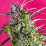 Заказать Indigo Berry Kush feminised Ganja Seeds