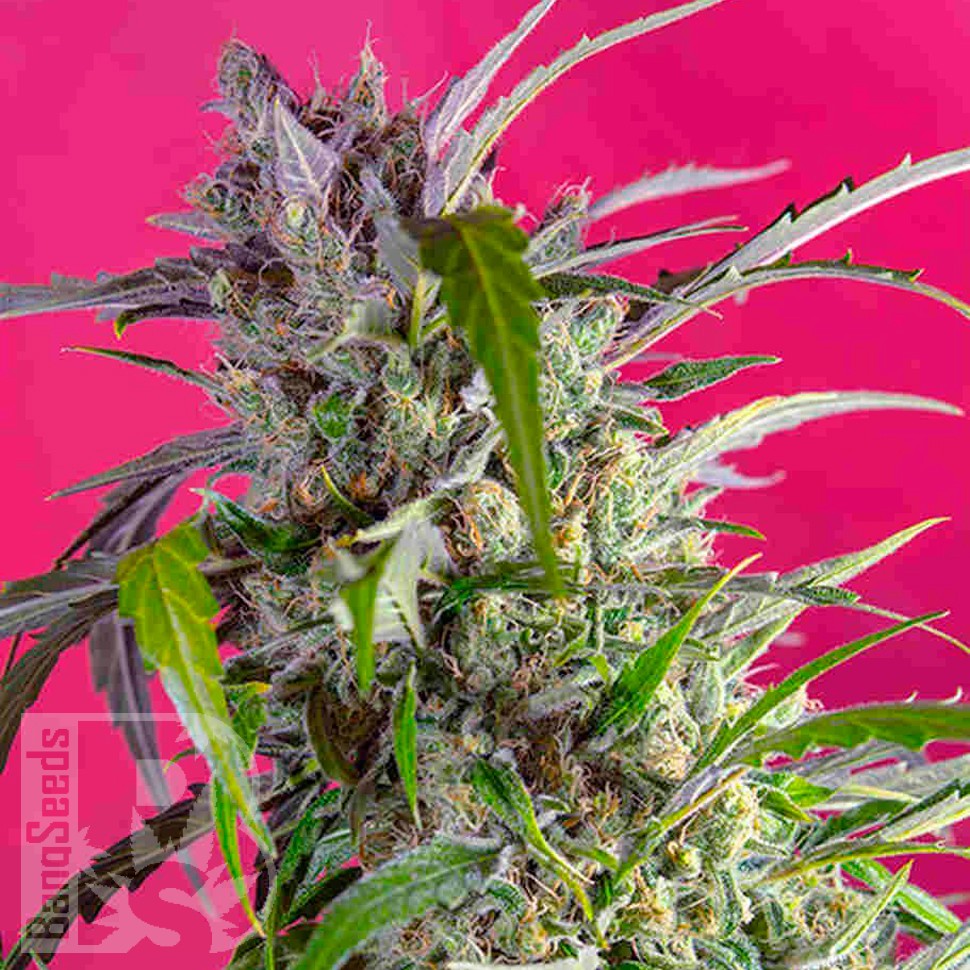 Заказать Indigo Berry Kush feminised Ganja Seeds