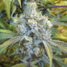 Семена ганжа  Super Silver Haze feminised Ganja Seeds