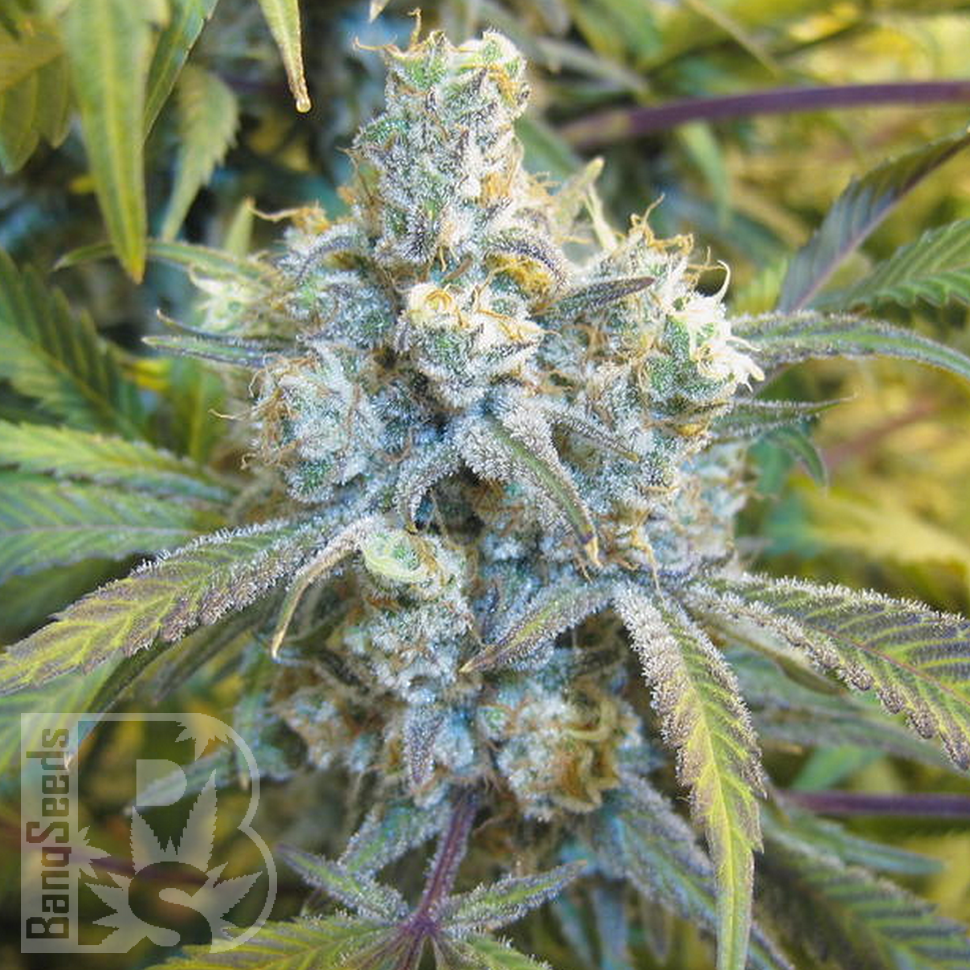 Семена ганжа  Super Silver Haze feminised Ganja Seeds